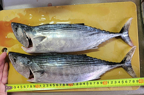 ハガツオの釣果