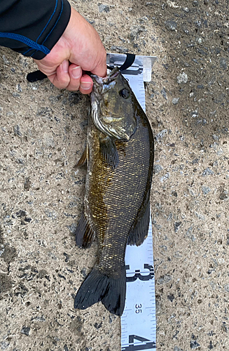 スモールマウスバスの釣果