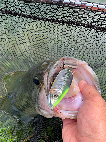 ブラックバスの釣果