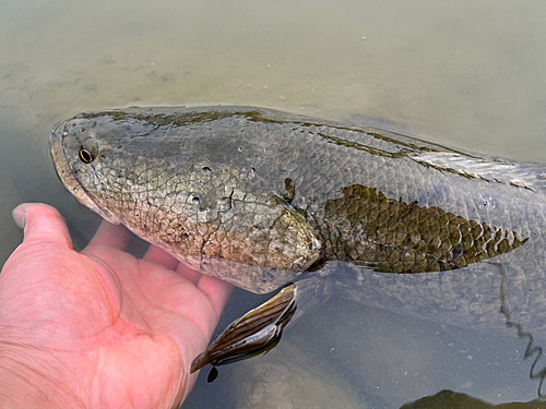 ライギョの釣果