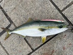 ハマチの釣果