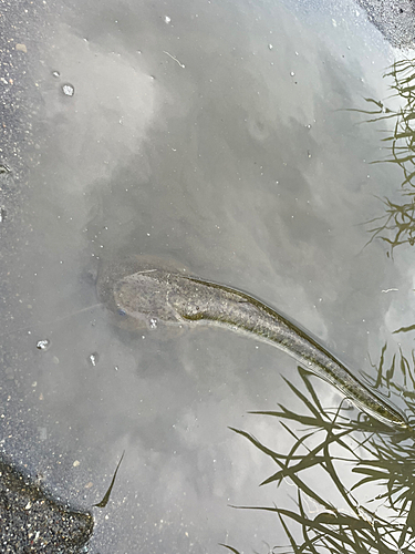 ナマズの釣果