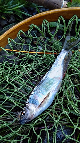 栃木県で釣れたオイカワの釣り・釣果情報 - アングラーズ