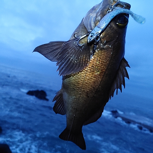 キンメバルの釣果