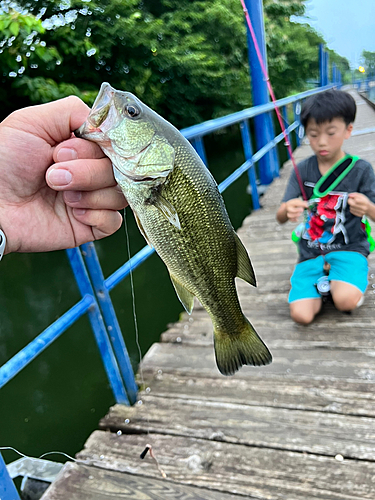 ラージマウスバスの釣果