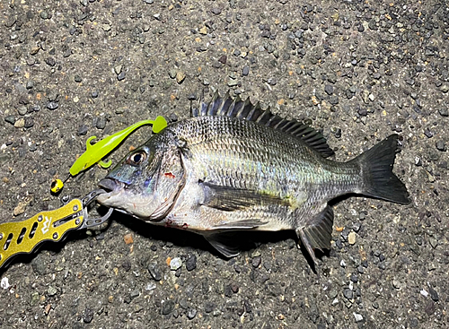 クロダイの釣果