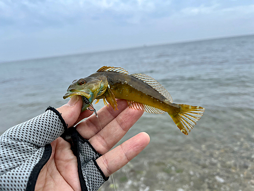 アナハゼの釣果