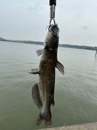 アメリカナマズの釣果