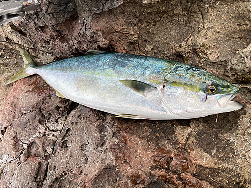 ハマチの釣果