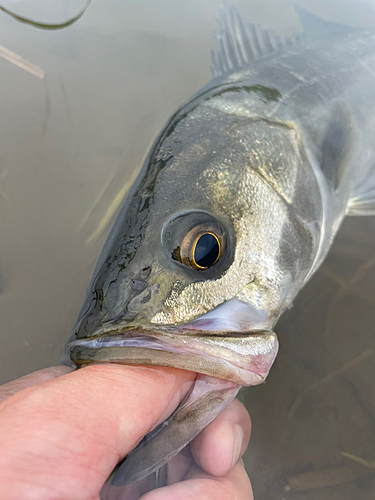 スズキの釣果