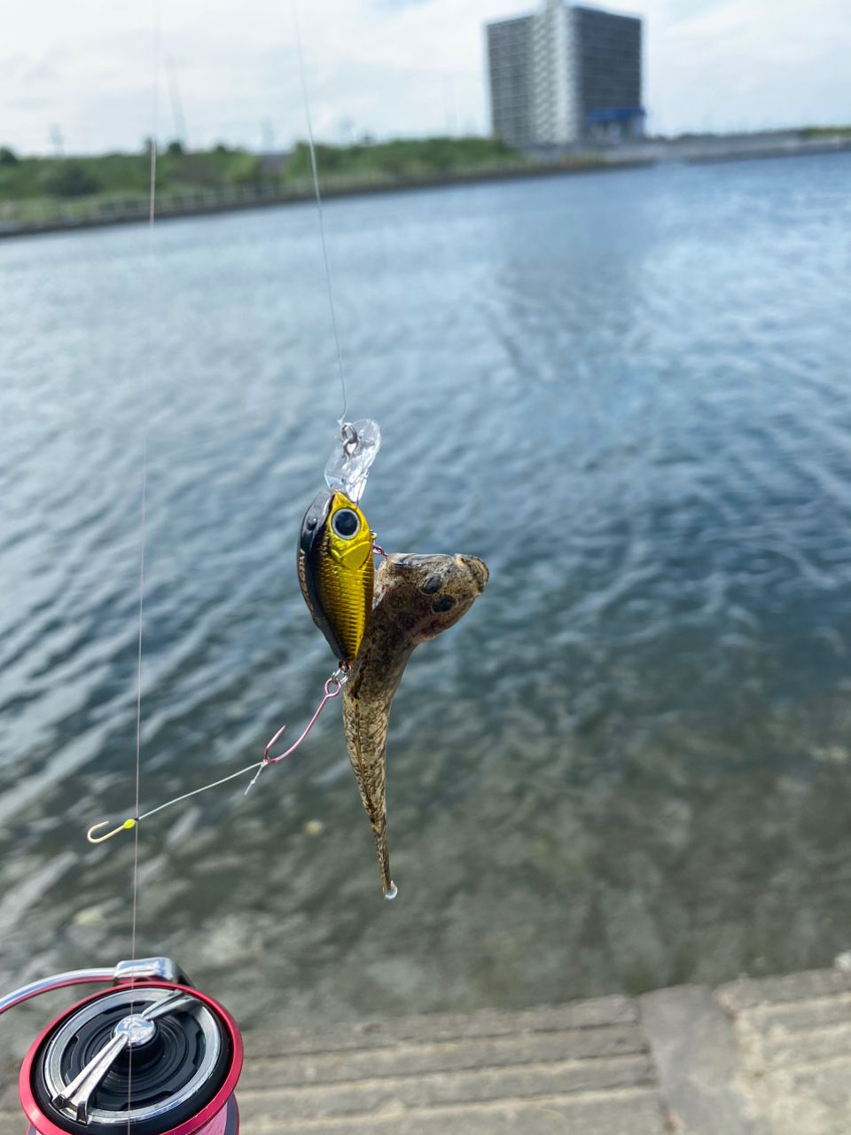 マハゼ