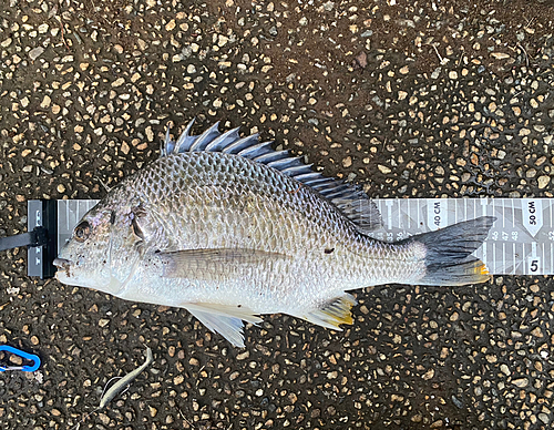 キビレの釣果