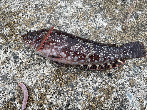 クジメの釣果