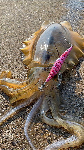 アオリイカの釣果