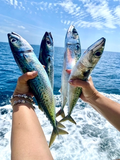 サバの釣果