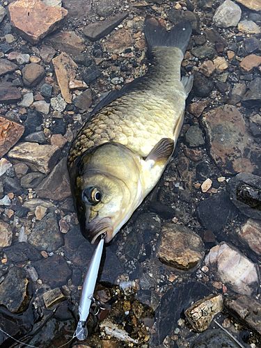 ヘラブナの釣果