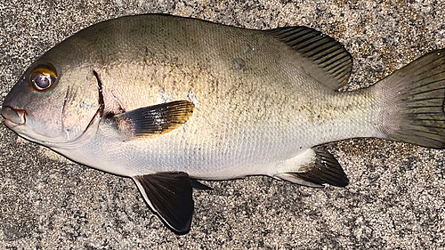 コショウダイの釣果