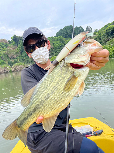 ブラックバスの釣果