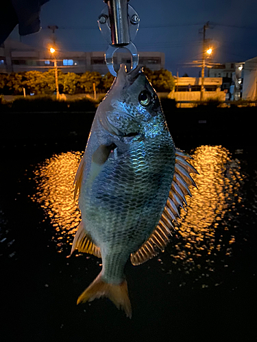 キビレの釣果