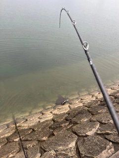 ナルトビエイの釣果