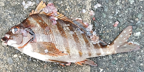 タカノハダイの釣果