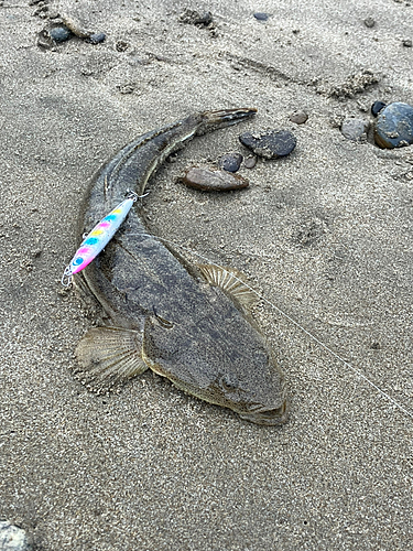 マゴチの釣果