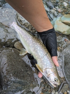 イワナの釣果