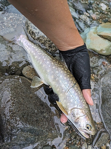 イワナの釣果