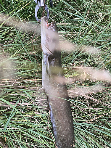 ナマズの釣果