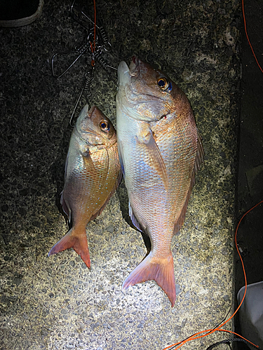 マダイの釣果