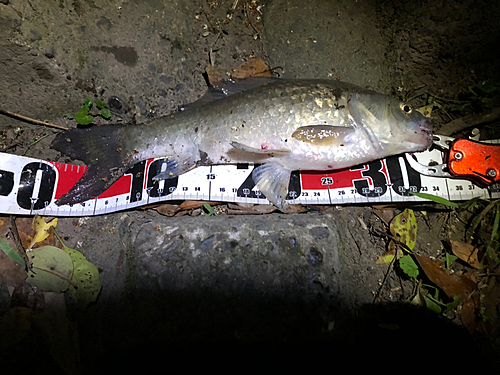 マブナの釣果