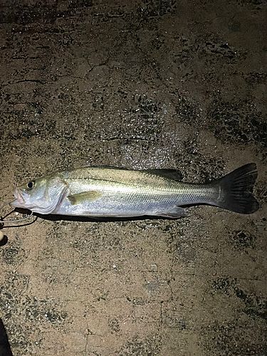 セイゴ（タイリクスズキ）の釣果