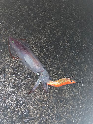 イカの釣果