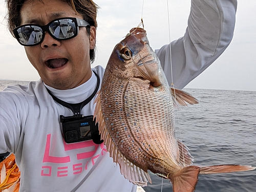 マダイの釣果