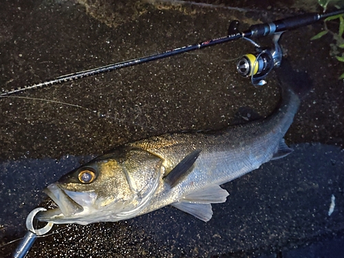 マルスズキの釣果