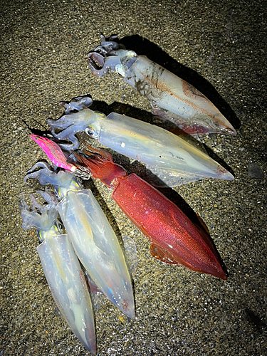 ケンサキイカの釣果