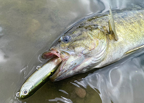 スモールマウスバスの釣果