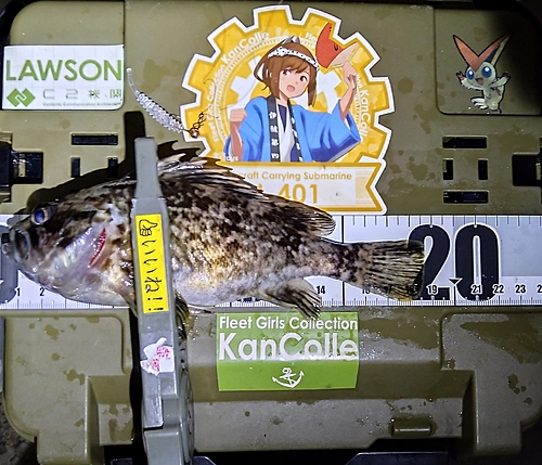 クロソイの釣果