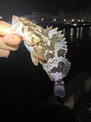 タケノコメバルの釣果