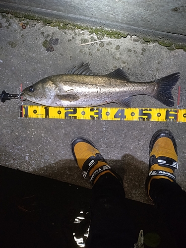 シーバスの釣果