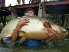 メコンオオナマズの釣果