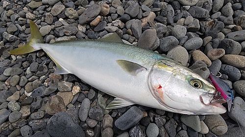 ワラサの釣果