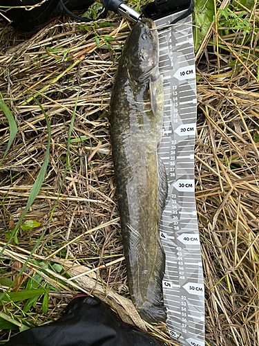 ナマズの釣果