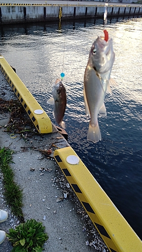 イシモチの釣果