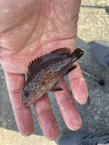 オオモンハタの釣果