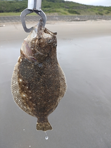 ソゲの釣果