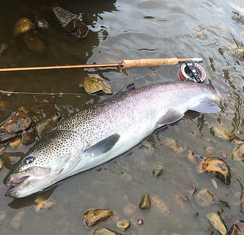 イトウの釣果