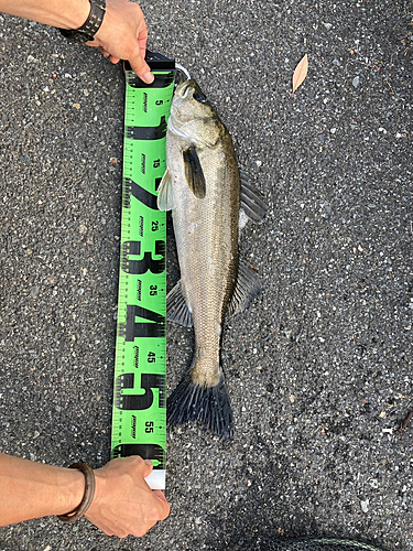 スズキの釣果