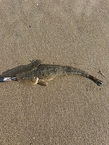 コチの釣果