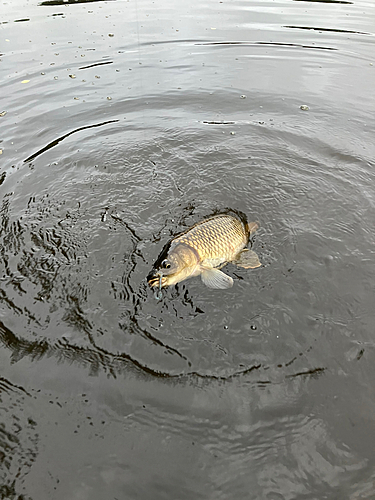 コイの釣果